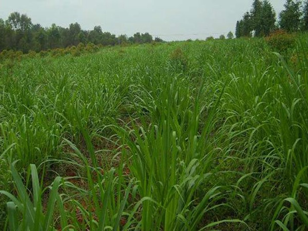 一畝皇竹草能養幾頭牛，經濟效益怎么樣