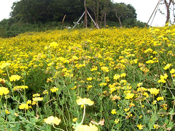 牧草種植技術包括哪些,有哪些共同的種植技巧 牧草種植技術包括哪些,有哪些共同的種植技巧