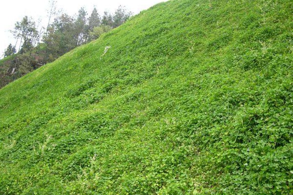 牧草種植前景 常見牧草的栽培技術(shù)與管理