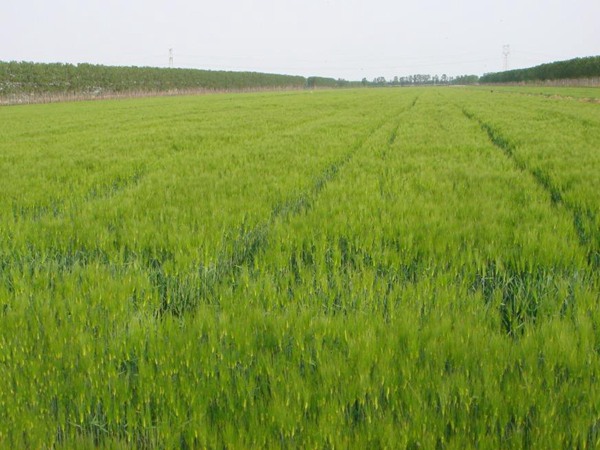 牧草種植前景 常見牧草的栽培技術(shù)與管理