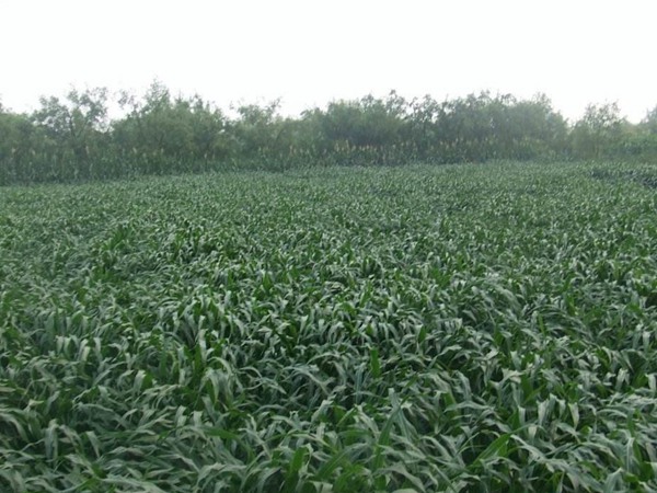 適合北方種植的牧草有哪些，怎么選擇