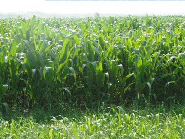 墨西哥玉米草 墨西哥玉米草