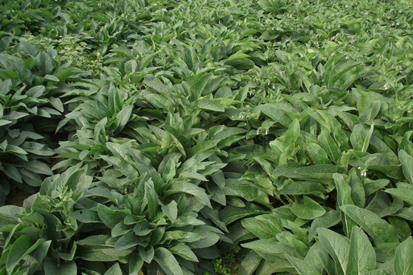 俄羅斯飼料菜種子怎么種? 俄羅斯飼料菜種子怎么種?