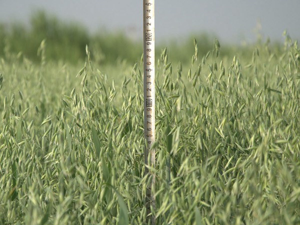 燕麥飼草畝產量多少,如何種植燕麥 燕麥飼草畝產量多少,如何種植燕麥