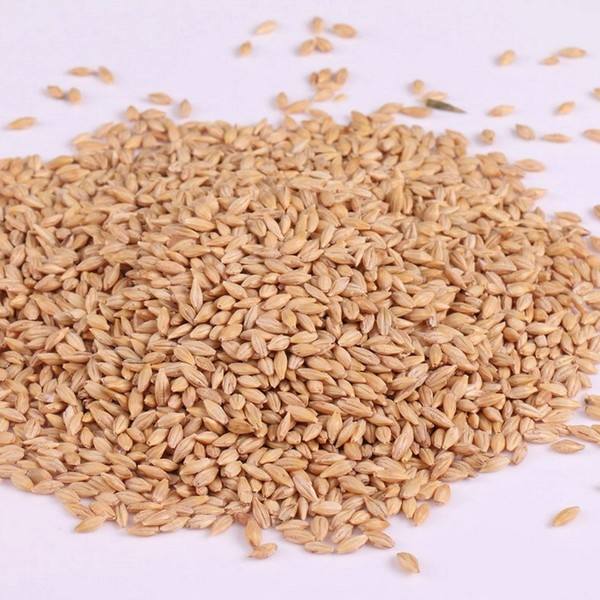 [大麥]大麥種子價(jià)格_種植方法