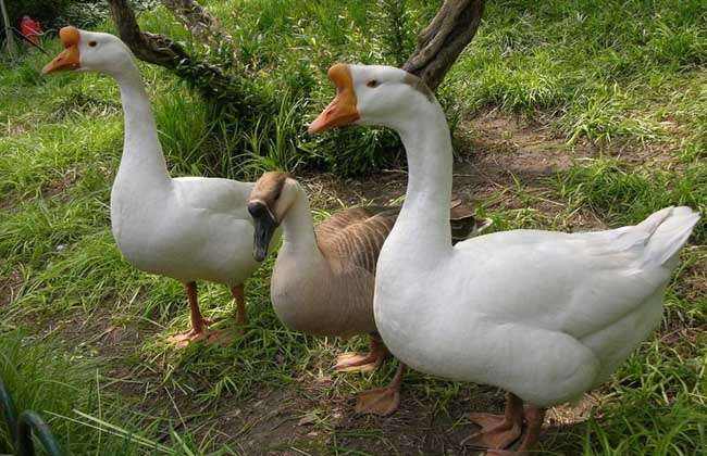 10大養(yǎng)鵝推薦牧草優(yōu)質(zhì)高產(chǎn) 10大養(yǎng)鵝推薦牧草優(yōu)質(zhì)高產(chǎn)