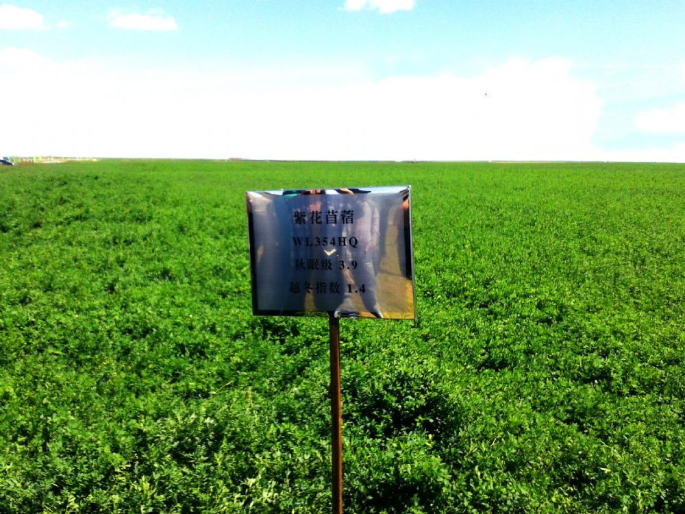 WL354HQ紫花苜蓿 WL354HQ紫花苜蓿