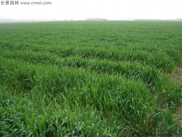 燕麥種子發芽出苗圖片 燕麥種子發芽出苗圖片