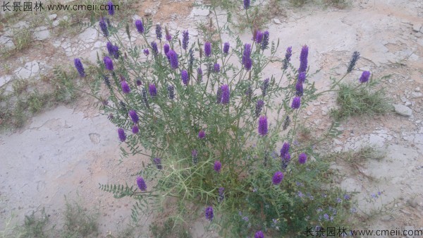 沙打旺種子發芽出苗圖片 沙打旺種子發芽出苗圖片