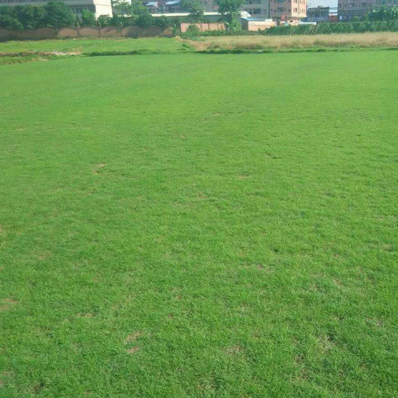 臺(tái)灣草 臺(tái)灣草