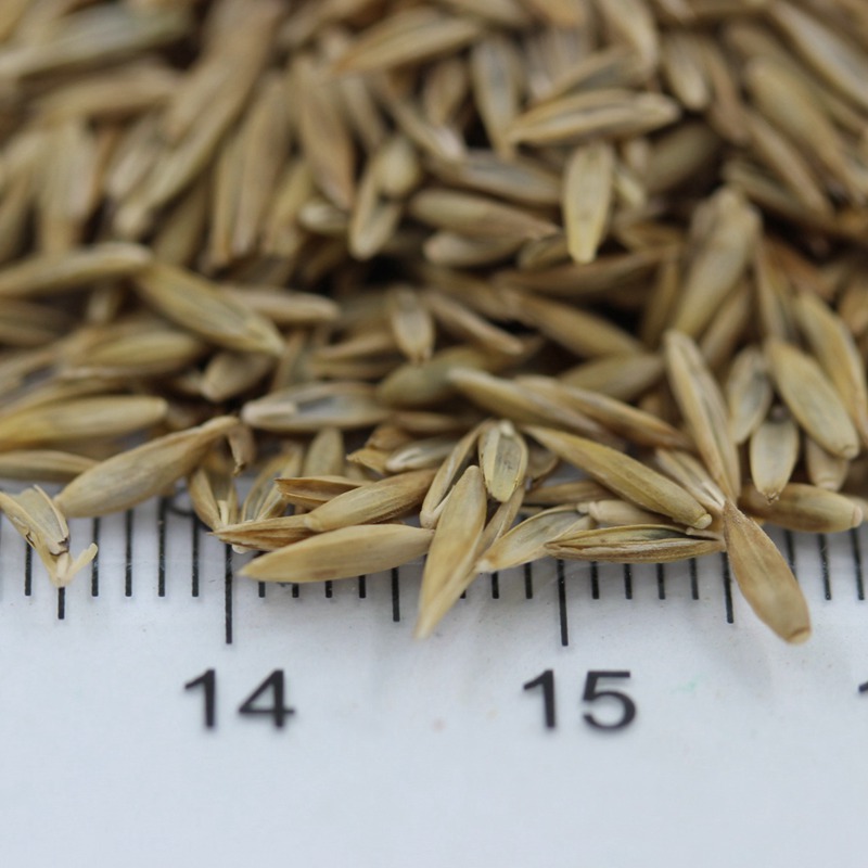 高羊茅.jpg 高羊茅.jpg