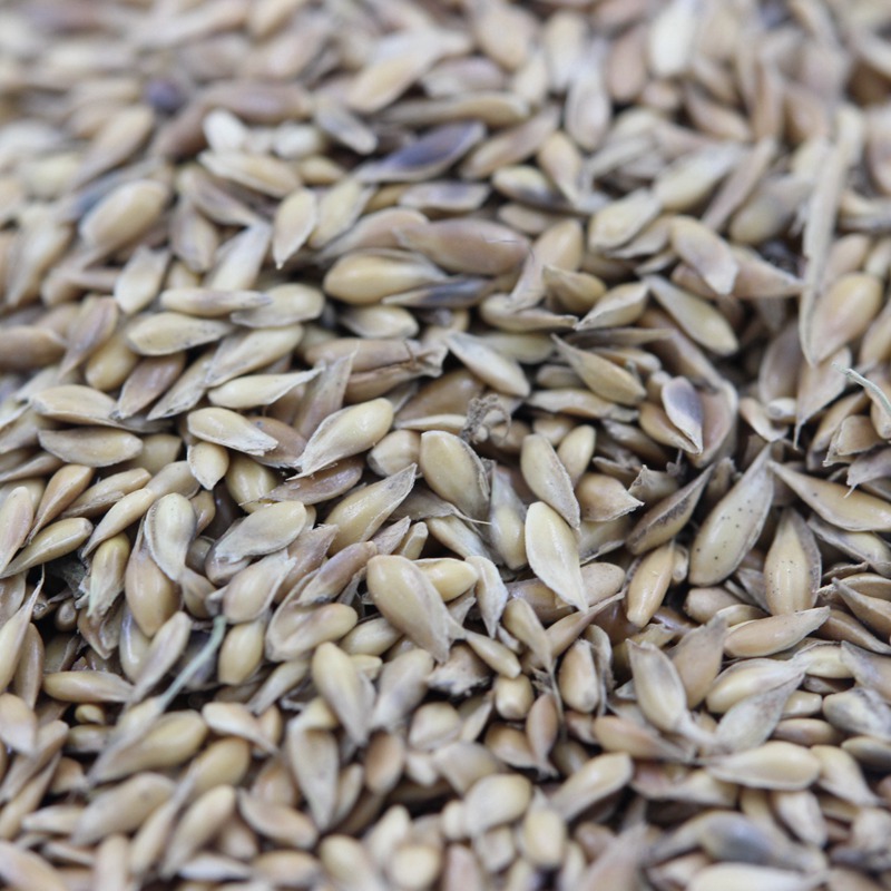 日本結縷草 日本結縷草