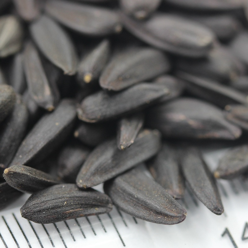 矮向日葵 矮向日葵