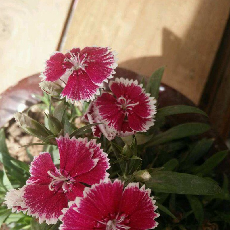 包衣五彩石竹 包衣五彩石竹