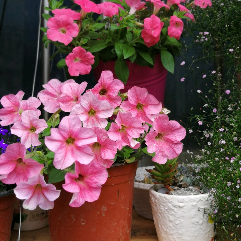 矮牽牛進口 矮牽牛進口