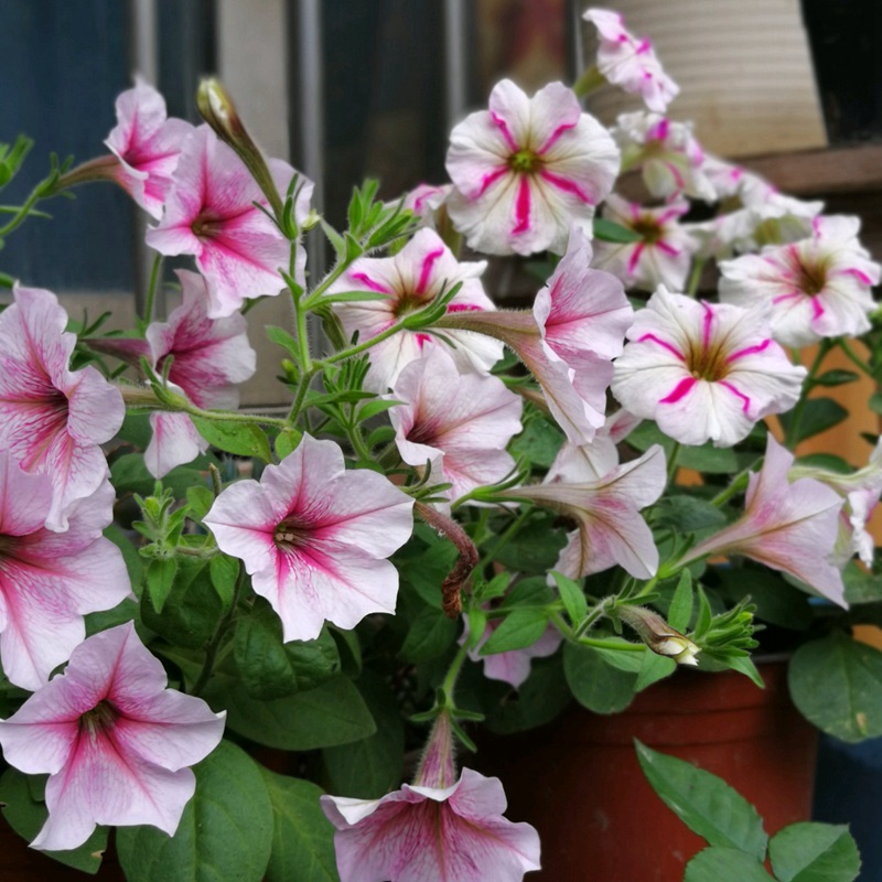 矮牽牛進口 矮牽牛進口