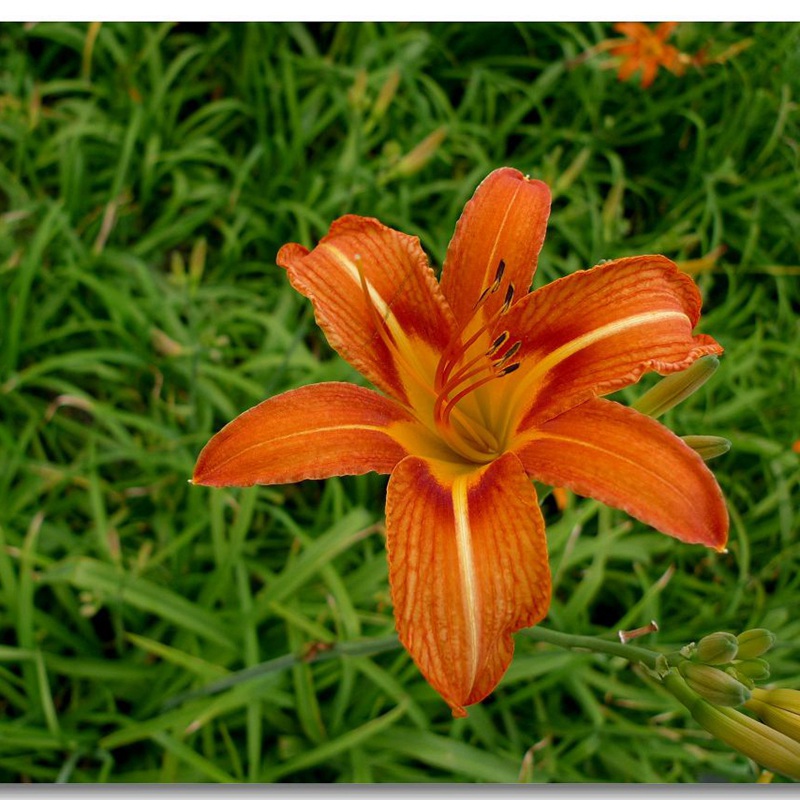 大花萱草 大花萱草