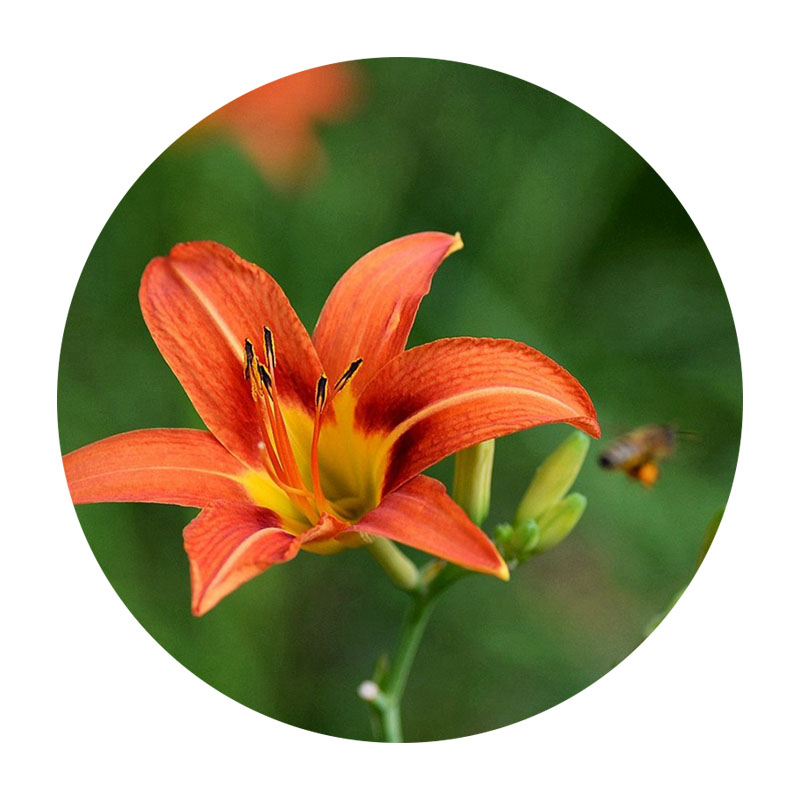 大花萱草 大花萱草