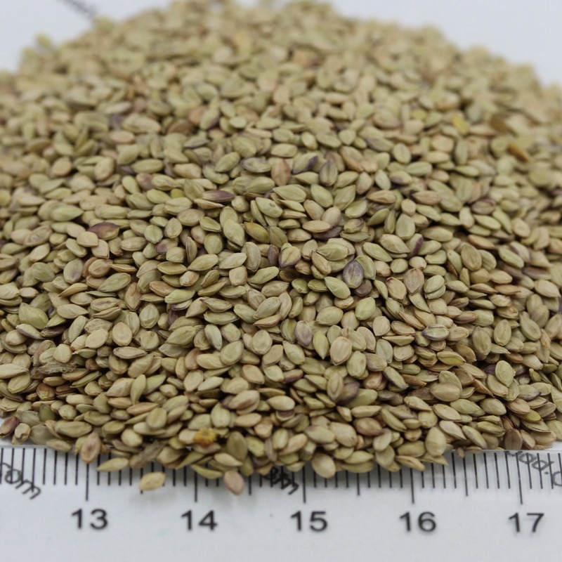 百喜草.jpg 百喜草.jpg