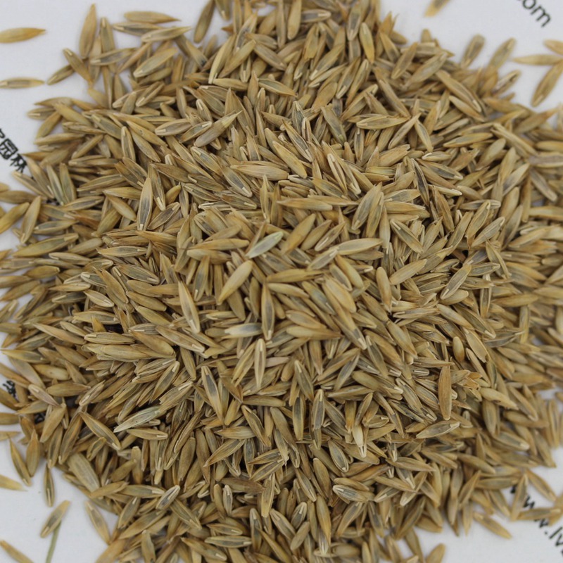 高羊茅.jpg 高羊茅.jpg