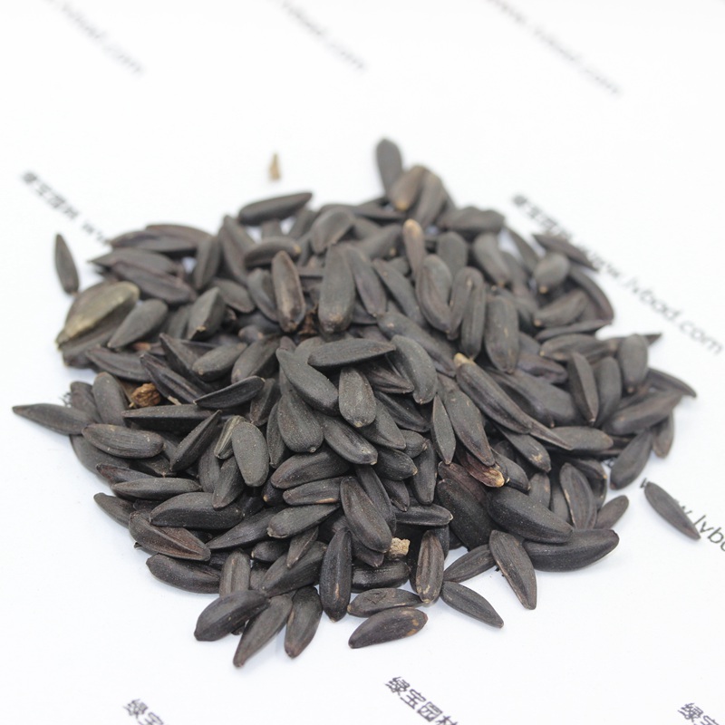 矮向日葵 矮向日葵