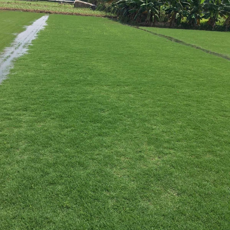 夏威夷草 夏威夷草