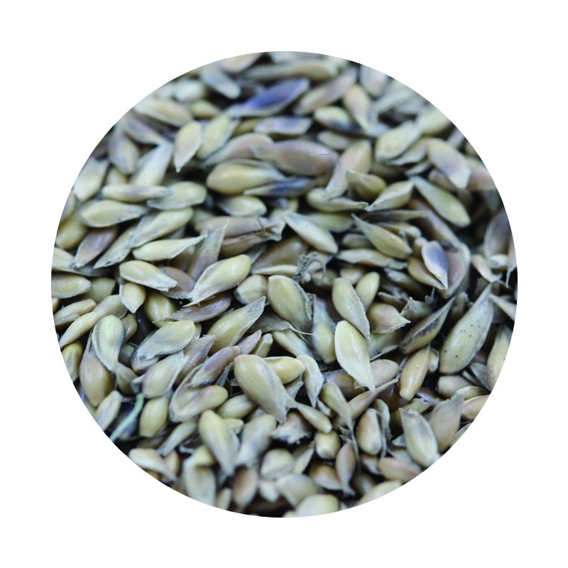 日本結(jié)縷草 日本結(jié)縷草