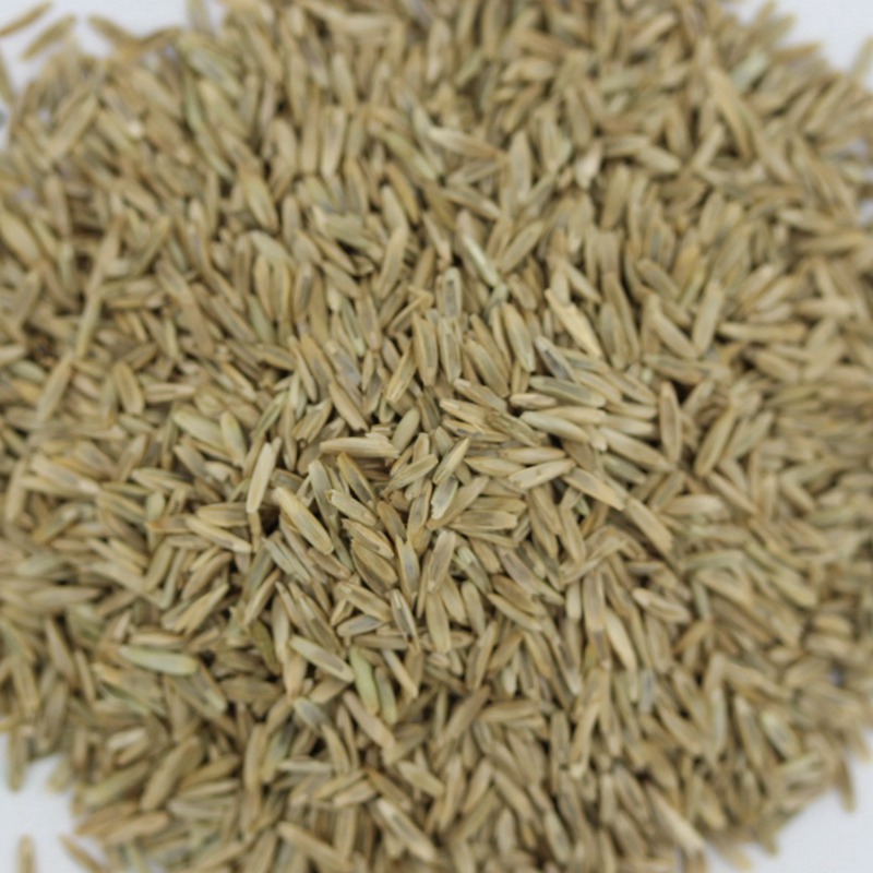 多年生黑麥草.jpg 多年生黑麥草.jpg