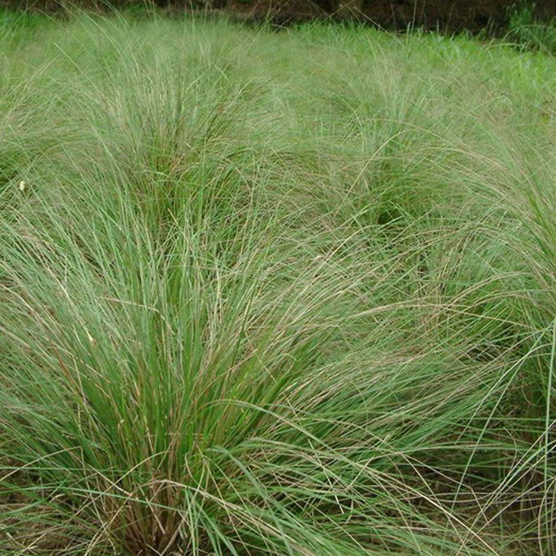 彎葉畫眉草 彎葉畫眉草