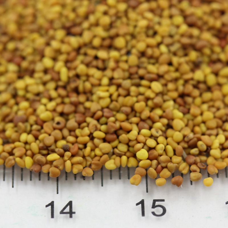 白三葉jpg 白三葉jpg