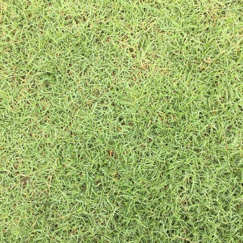 夏威夷草 夏威夷草