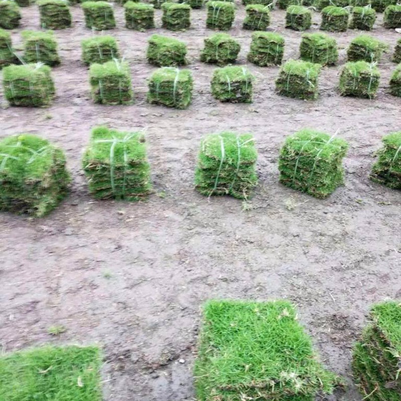 日本結縷草 日本結縷草