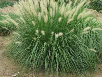 東方狼尾草種子