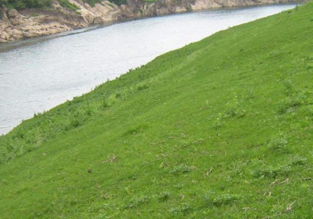 耐活堿草農作物，要知道它的生物特性，種植起來很簡單