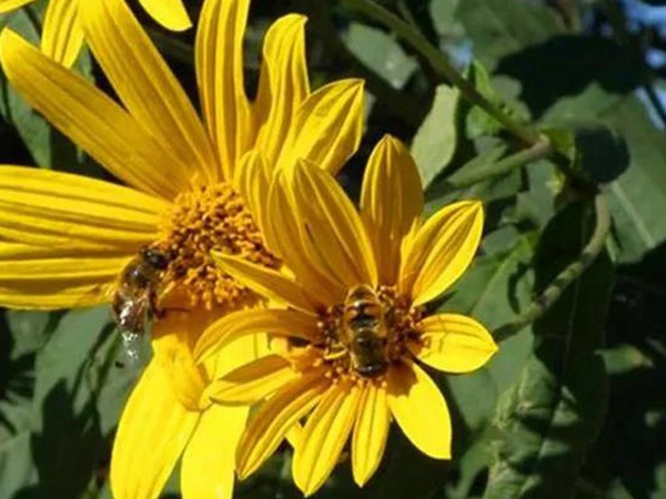 串葉松香草的營(yíng)養(yǎng)價(jià)值以及栽培技術(shù)介紹 串葉松香草的營(yíng)養(yǎng)價(jià)值以及栽培技術(shù)介紹