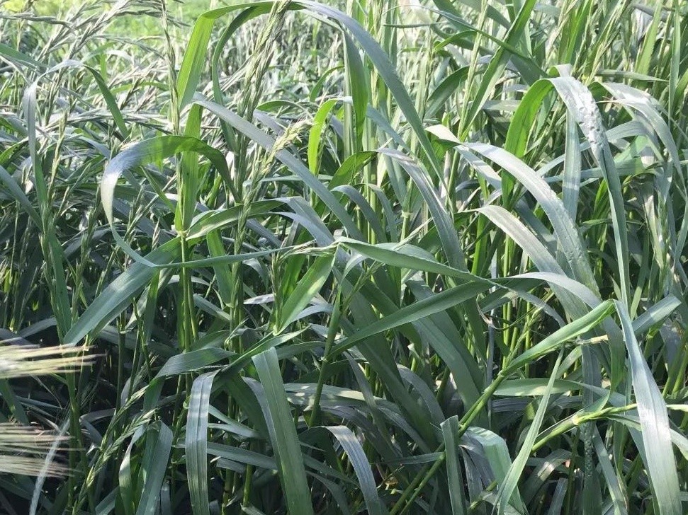 綠肥-黑麥草牧草種子【一年生黑麥草、冬牧-70】 綠肥-黑麥草牧草種子【一年生黑麥草、冬牧-70】