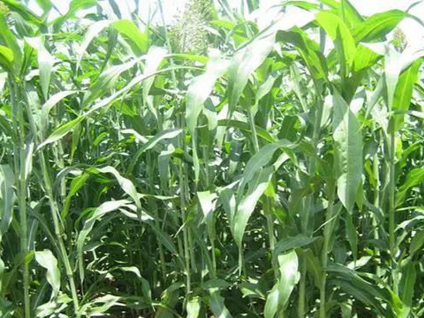 甜高粱的田間管理方法和收割利用技術 甜高粱的田間管理方法和收割利用技術