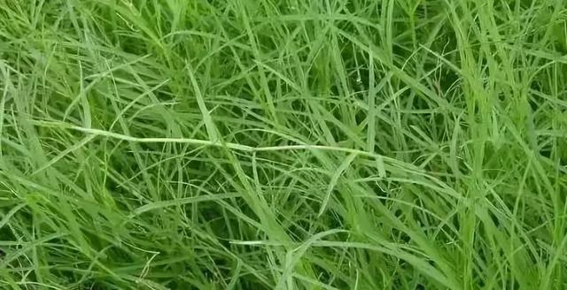 花園草坪的種植方法與養護管理經驗 花園草坪的種植方法與養護管理經驗