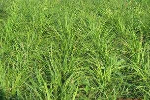 野牛草優(yōu)點(diǎn)優(yōu)勢(shì)有哪些,野牛草有著非常不錯(cuò)的經(jīng)濟(jì)價(jià)值 野牛草優(yōu)點(diǎn)優(yōu)勢(shì)有哪些,野牛草有著非常不錯(cuò)的經(jīng)濟(jì)價(jià)值