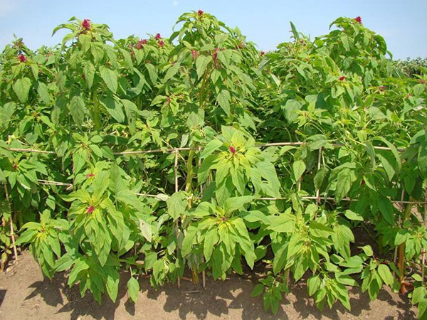 養豬用什么牧草種植比較好? 養豬用什么牧草種植比較好?