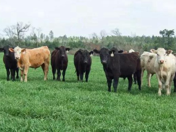 高產優質牧草一年生黑麥草品種—牧大師(Grazemaster) 高產優質牧草一年生黑麥草品種—牧大師(Grazemaster)