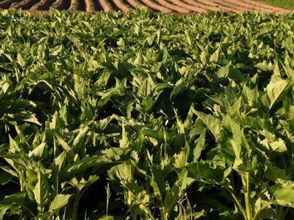 串葉松香飼用價值及方法以及播種技術(shù) 串葉松香飼用價值及方法以及播種技術(shù)