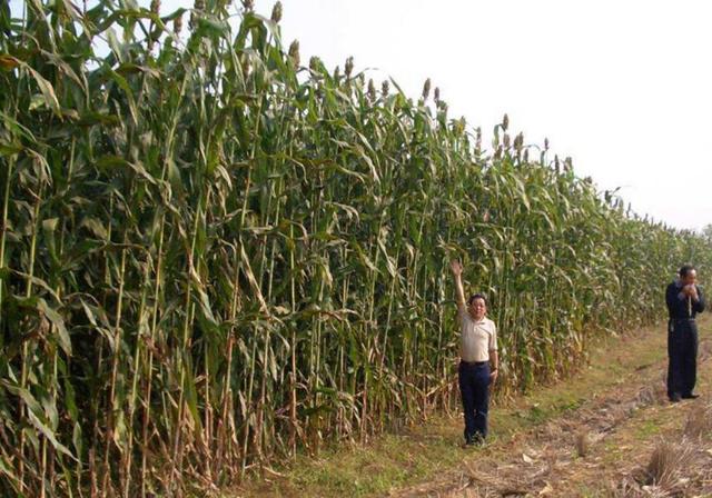 甜高粱播種對生長環境有什么要求,種植應該注意什么 甜高粱播種對生長環境有什么要求,種植應該注意什么