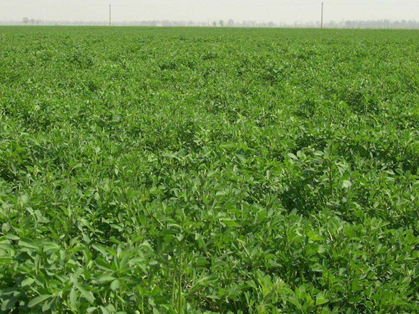 養鵝用什么牧草比較好？優點有哪些？