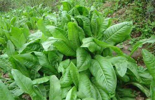 優(yōu)質(zhì)牧草推薦---菊苣基本介紹