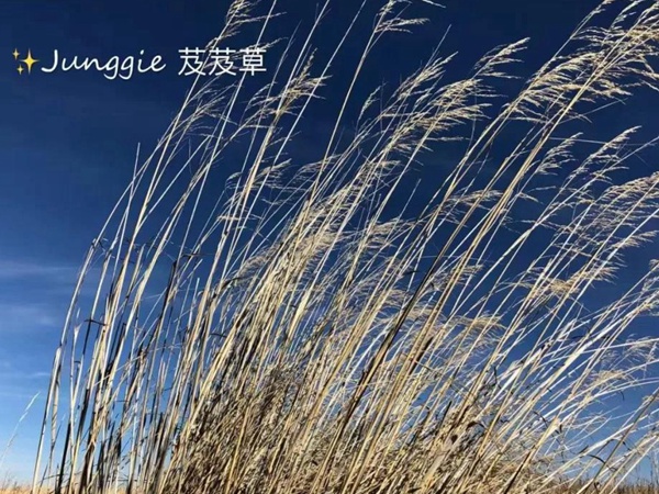 芨芨草飼用價值?——耐寒耐旱耐鹽堿 芨芨草飼用價值?——耐寒耐旱耐鹽堿