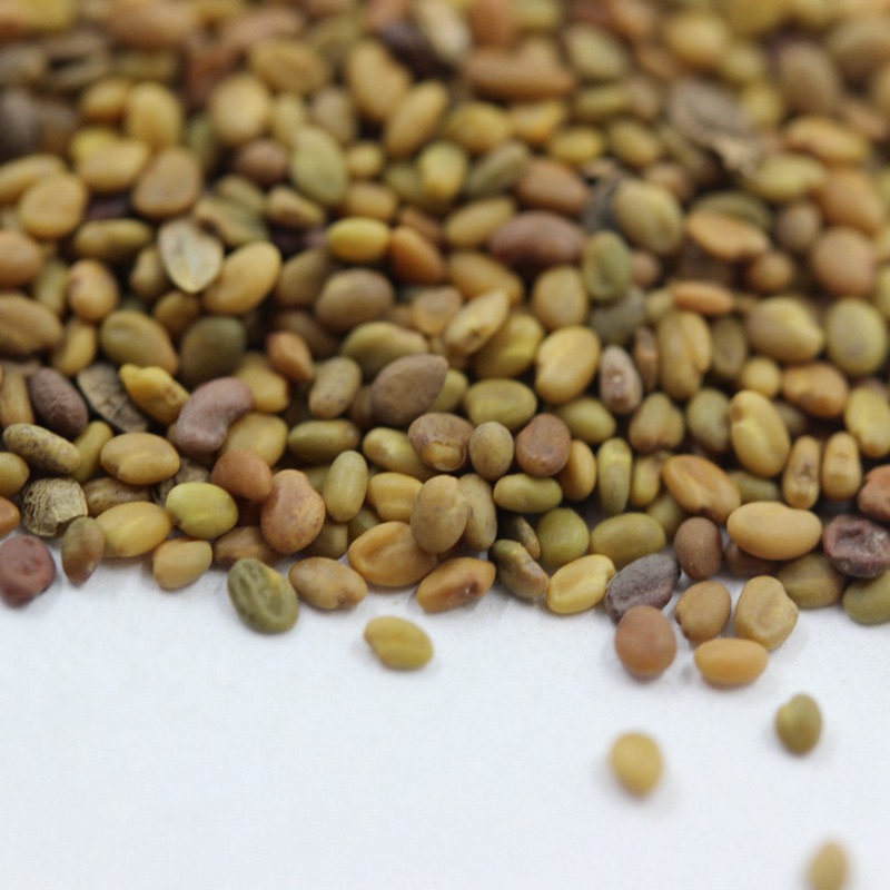 牧草種子——草木樨栽培技術 牧草種子——草木樨栽培技術