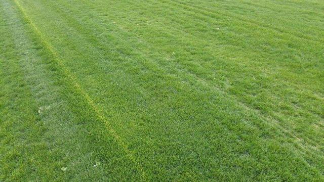 綠化草坪種類(lèi)圖片，不同的草坪用途和功能都有所差別