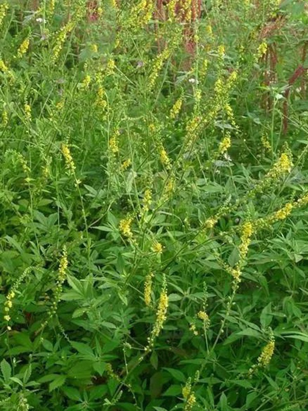 優(yōu)質(zhì)牧草種子——草木樨 優(yōu)質(zhì)牧草種子——草木樨