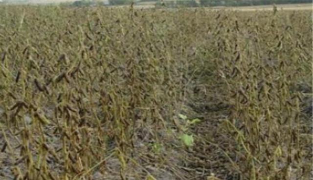 黑豆怎么樣種植?如何提高黑豆高產(chǎn)量? 黑豆怎么樣種植?如何提高黑豆高產(chǎn)量?